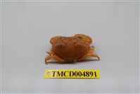 藏品(環紋金沙蟹)的圖片